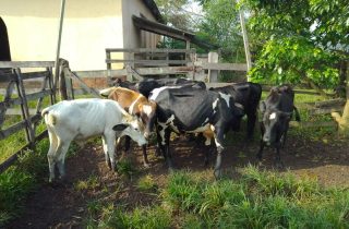 Lote 03