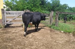 Lote 04