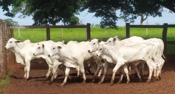 Lote 1-10 animais