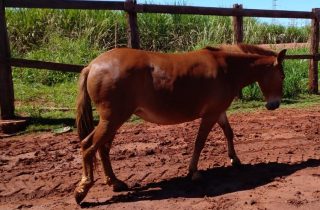 Lote 02