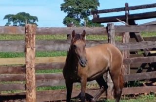 Lote 04