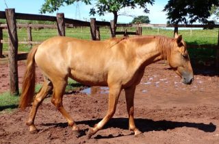 Lote 06