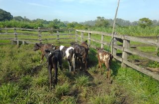 Lote 01