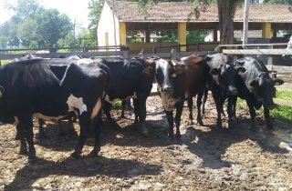 Lote 05