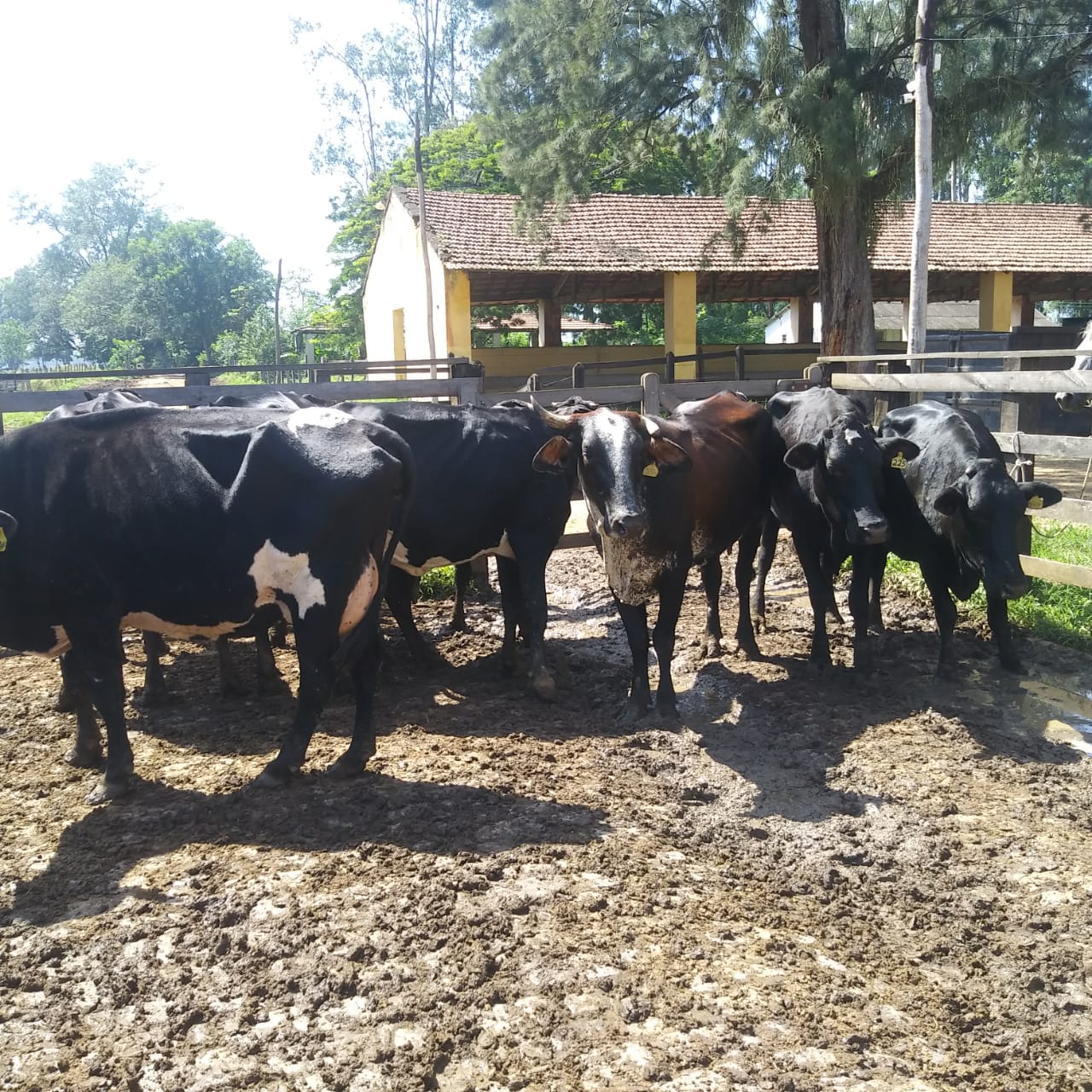 lote 05
