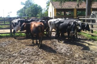 Lote 06