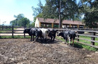 Lote 08