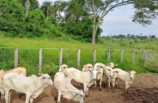 Lote 01