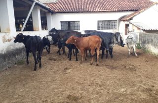 Lote 01