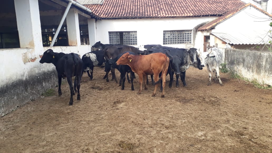 lote 1
