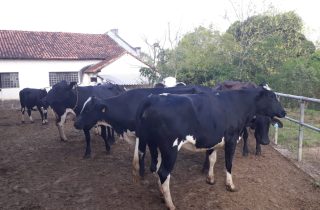 Lote 02