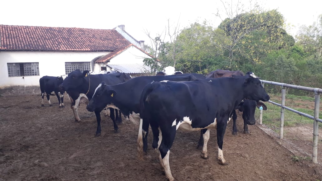 lote 2