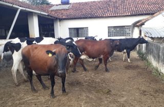 Lote 03