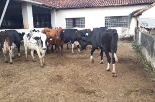 Lote 04
