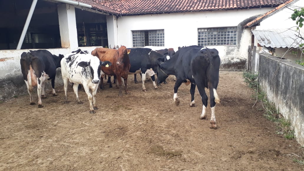 lote 4