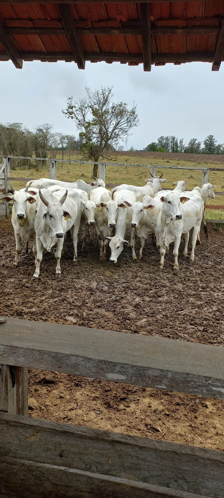 Lote 01