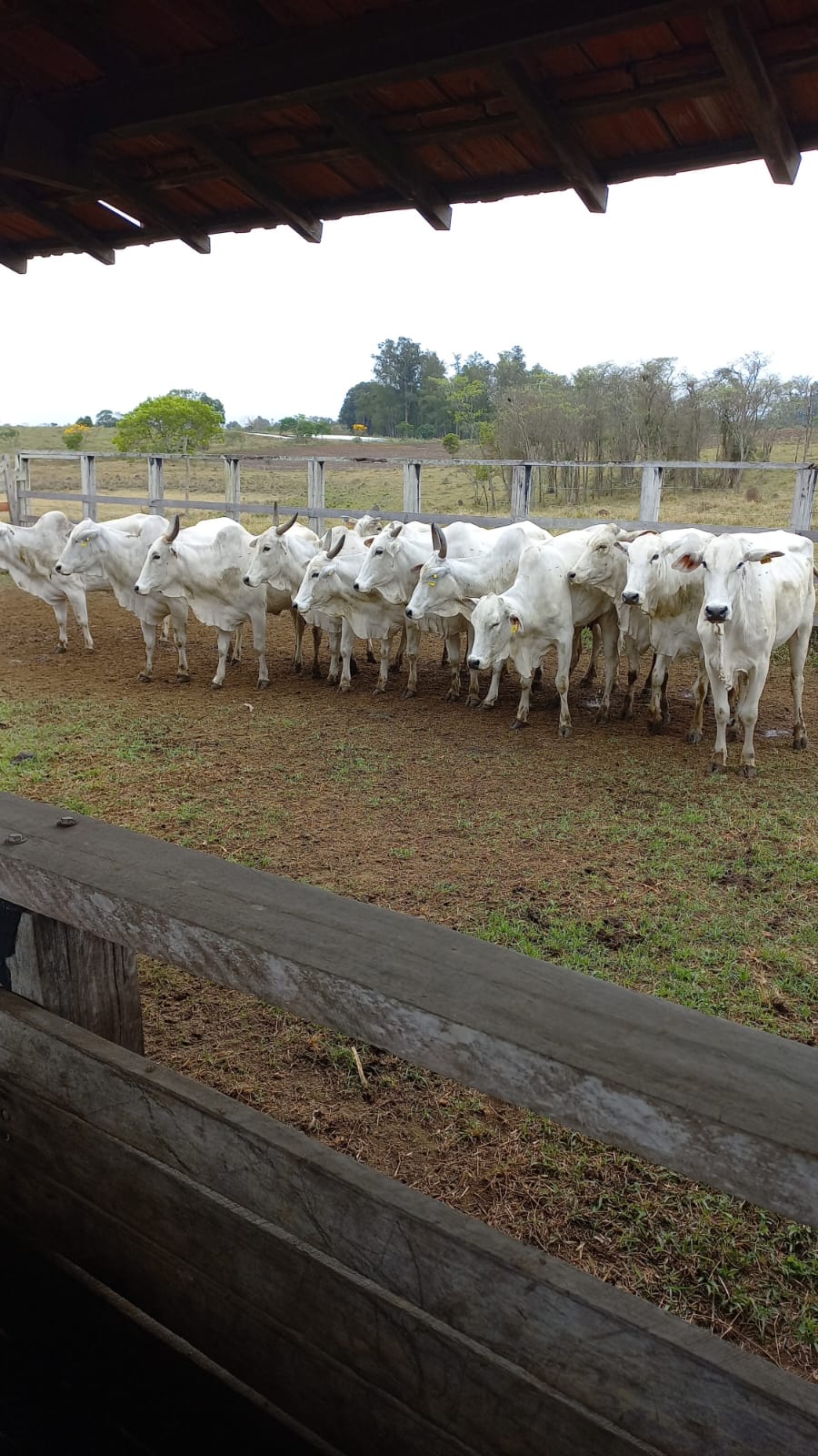 Lote 03