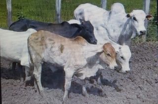 Lote 05 - Machos