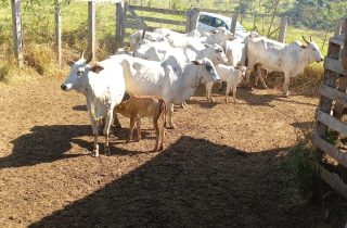 Lote 02 – FÊMEAS PARIDAS (Bezerro ao pé)