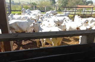 Lote 03 – FÊMEAS PRENHAS