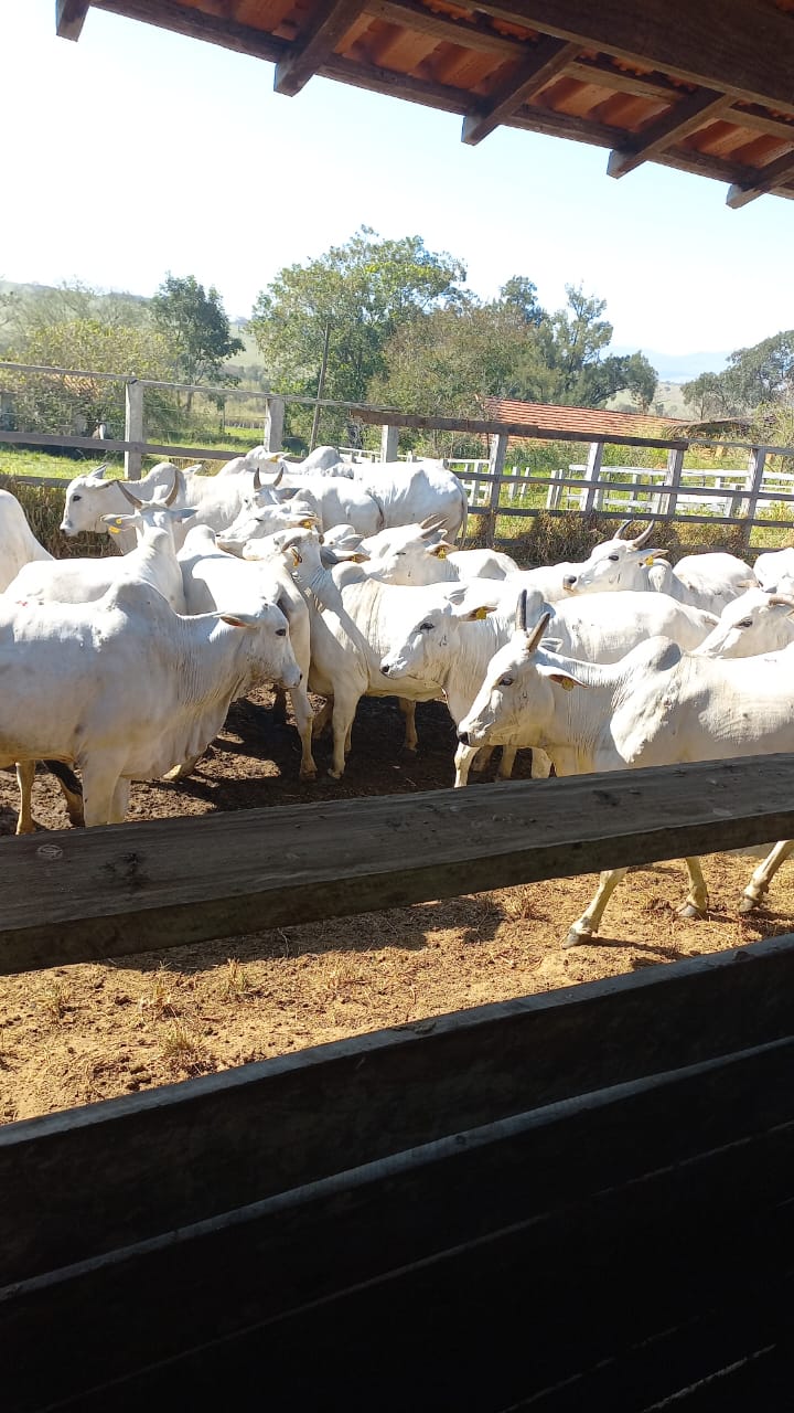 Lote 04