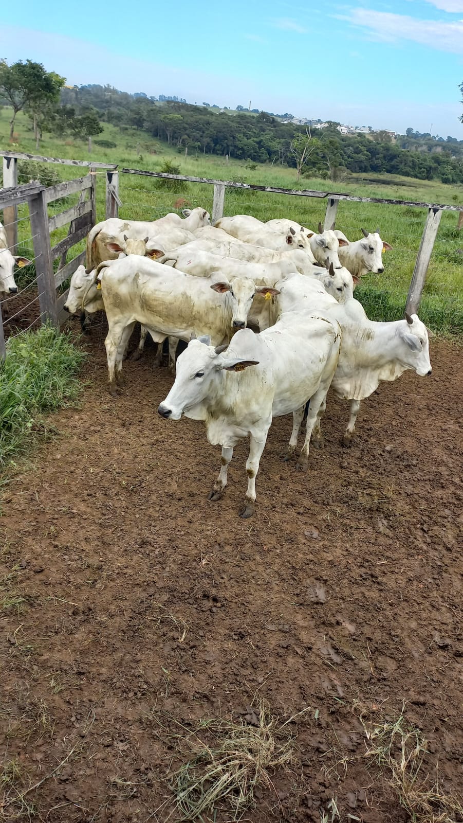 https://leilao.agricultura.sp.gov.br/wp-content/uploads/2025/04/WhatsApp-Image-2025-04-09-at-09.18.21.jpg https://leilao.agricultura.sp.gov.br/wp-content/uploads/2025/04/WhatsApp-Image-2025-04-09-at-09.18.21.jpg