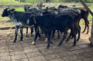 Lote 01 - Machos